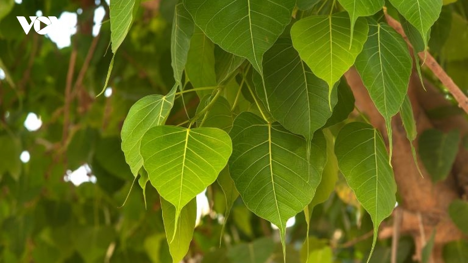 Cây bồ đề không chỉ là biểu tượng tâm linh mà còn là vị thuốc quý