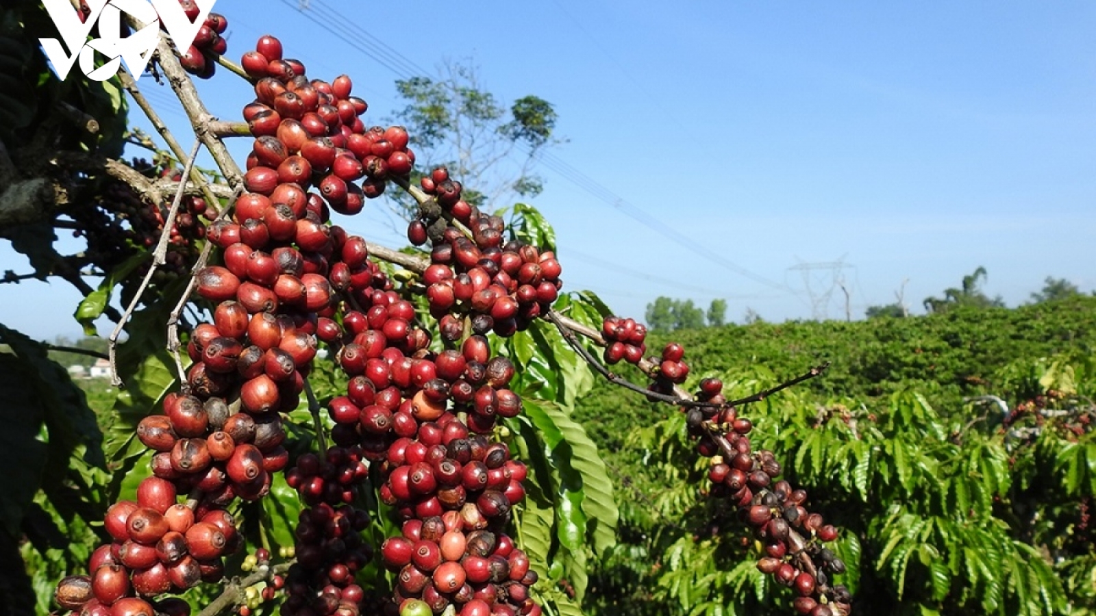 Giá cà phê hôm nay 15/12: Cà phê trong nước cao nhất 99.500 đồng/kg