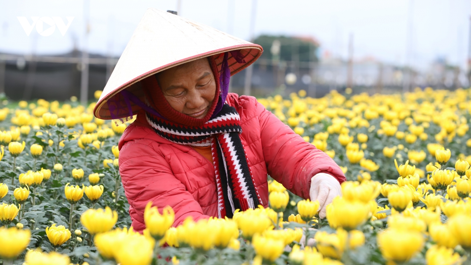 Sau cơn lũ dữ tháng 10, làng hoa Mỹ Tân lại rực rỡ chờ Xuân