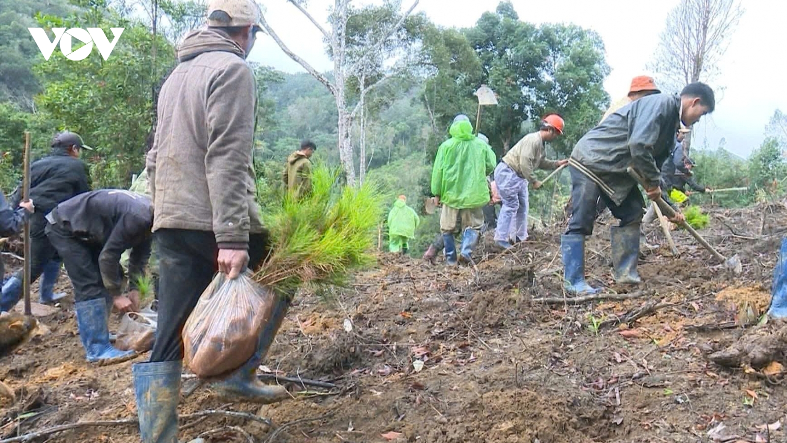 Xử phạt 4 trường hợp chiếm đất rừng sản xuất trái phép ở Măng Đen, Quảng Ngãi