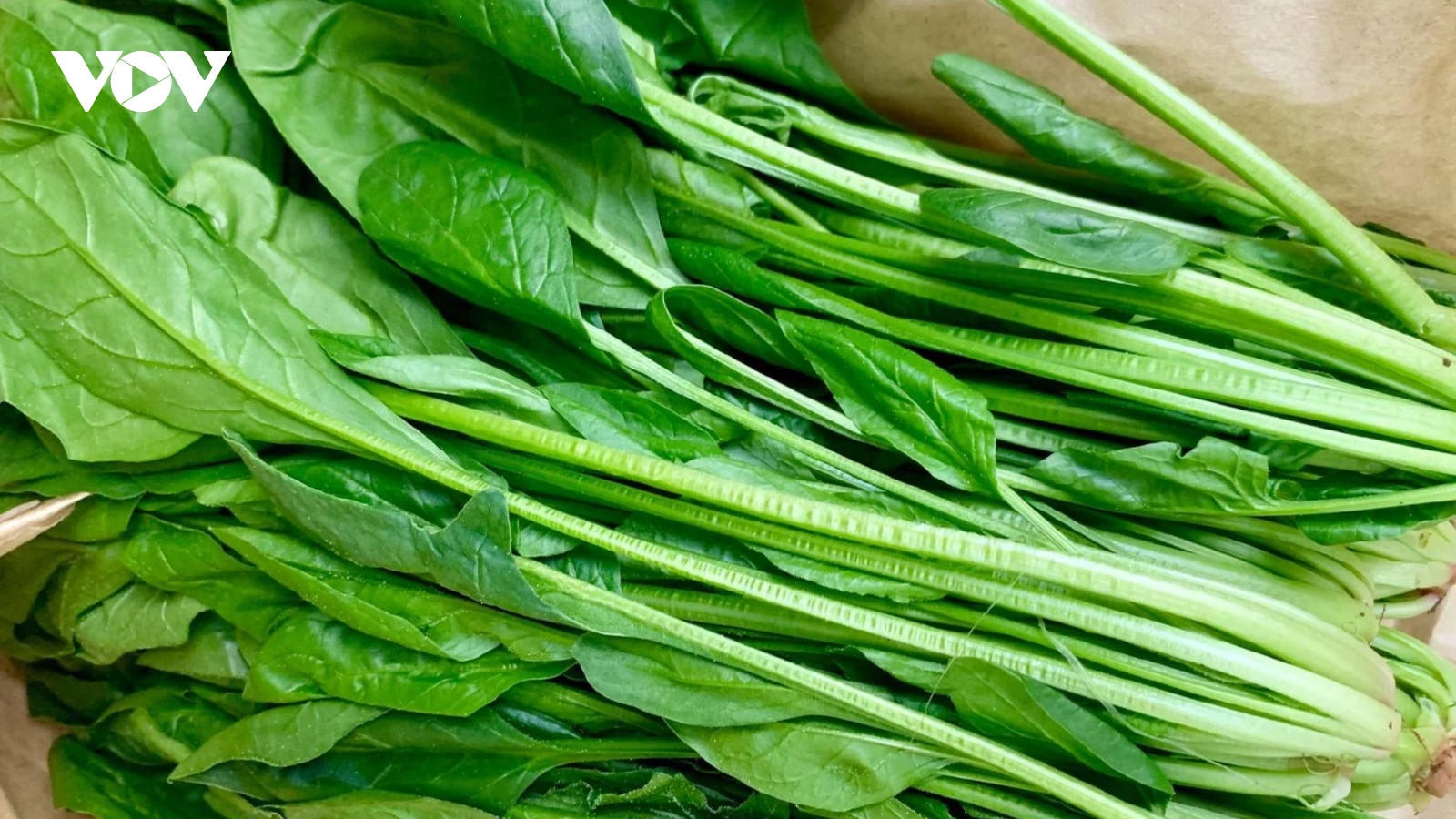 Việt Nam có "vua của các loại rau", ăn vào bổ não, chắc xương, tim mạch ổn định