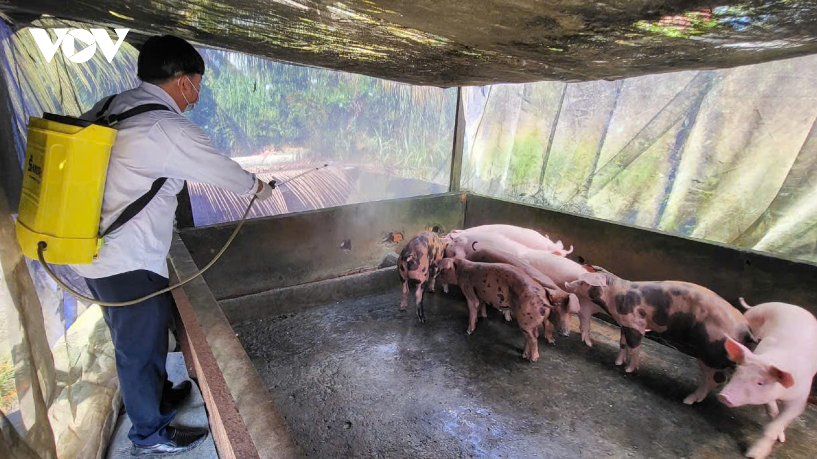 Cần Thơ ghi nhận dịch tả heo châu Phi tại 85 hộ chăn nuôi