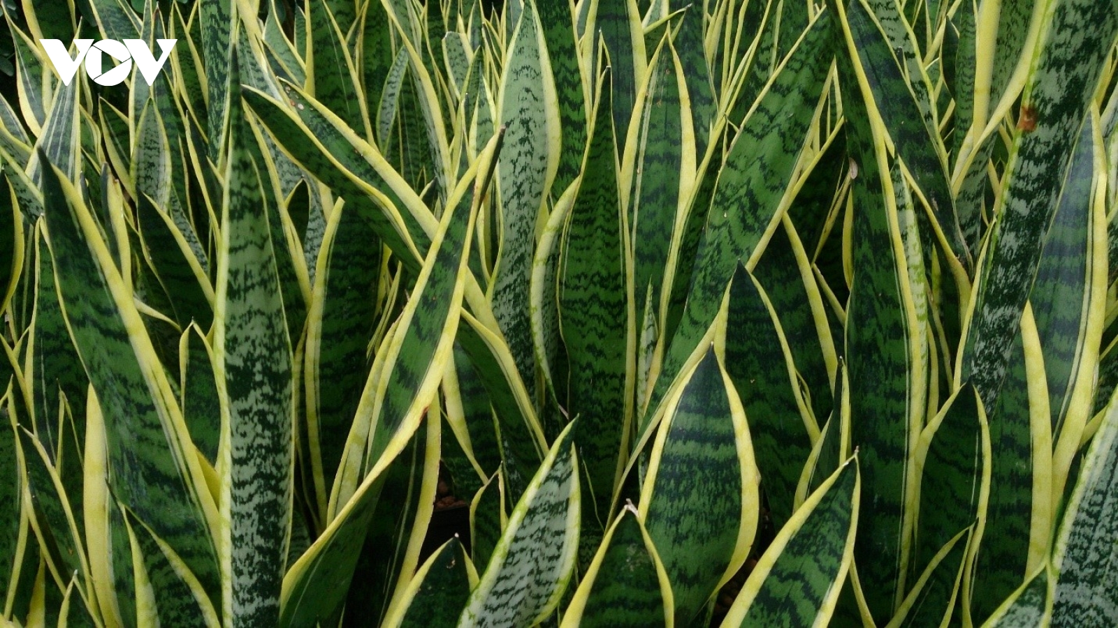 Cây thuốc quý cho sức khỏe, nhiều người chỉ trồng vì đẹp mà không biết công dụng