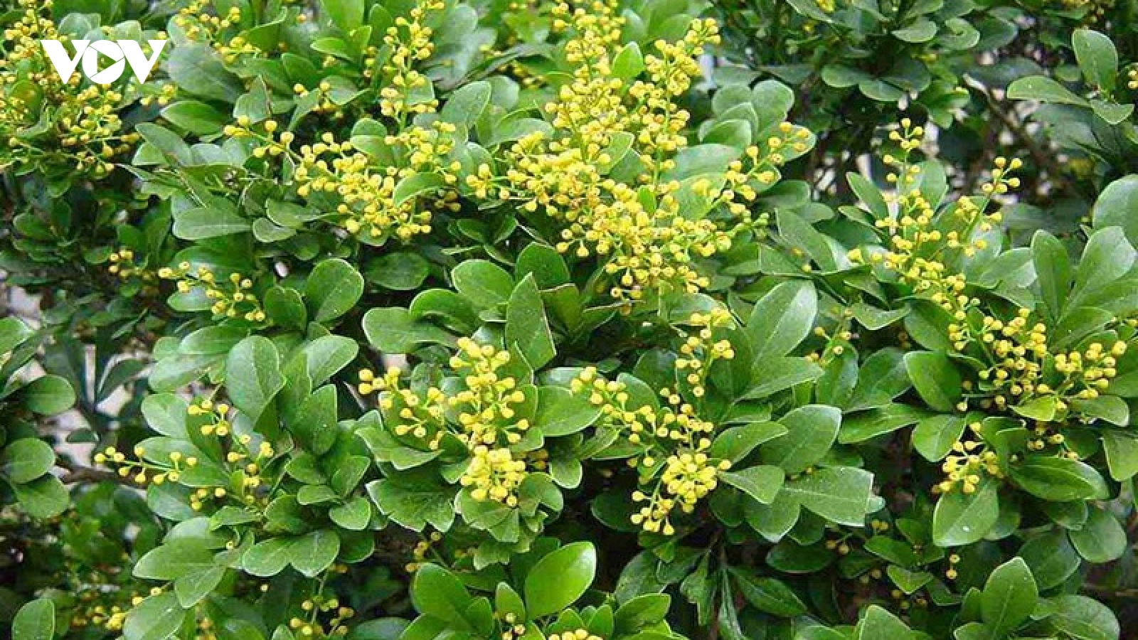 Từ sân vườn đến bài thuốc dân gian: Công dụng bất ngờ của cây ngâu