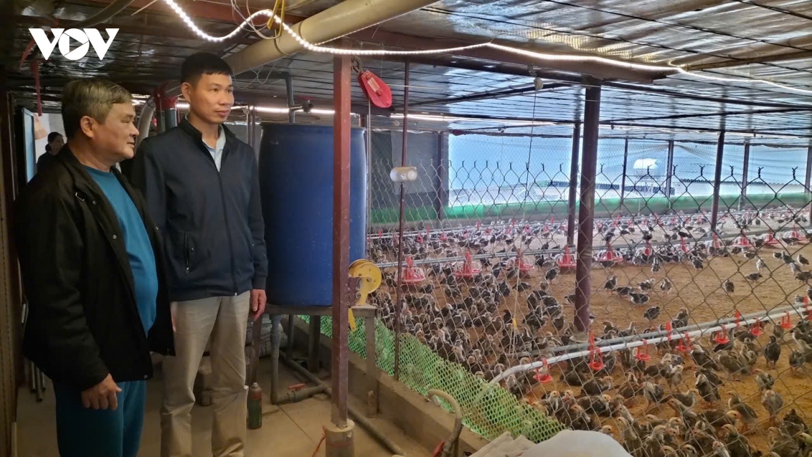 Hiệu quả từ việc sử dụng chế phẩm sinh học trong chăn nuôi gà ở Thái Nguyên