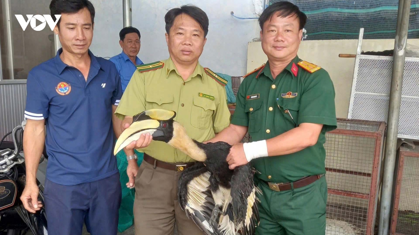 Người dân giao nộp cá thể chim Hồng Hoàng quý hiếm để bảo tồn