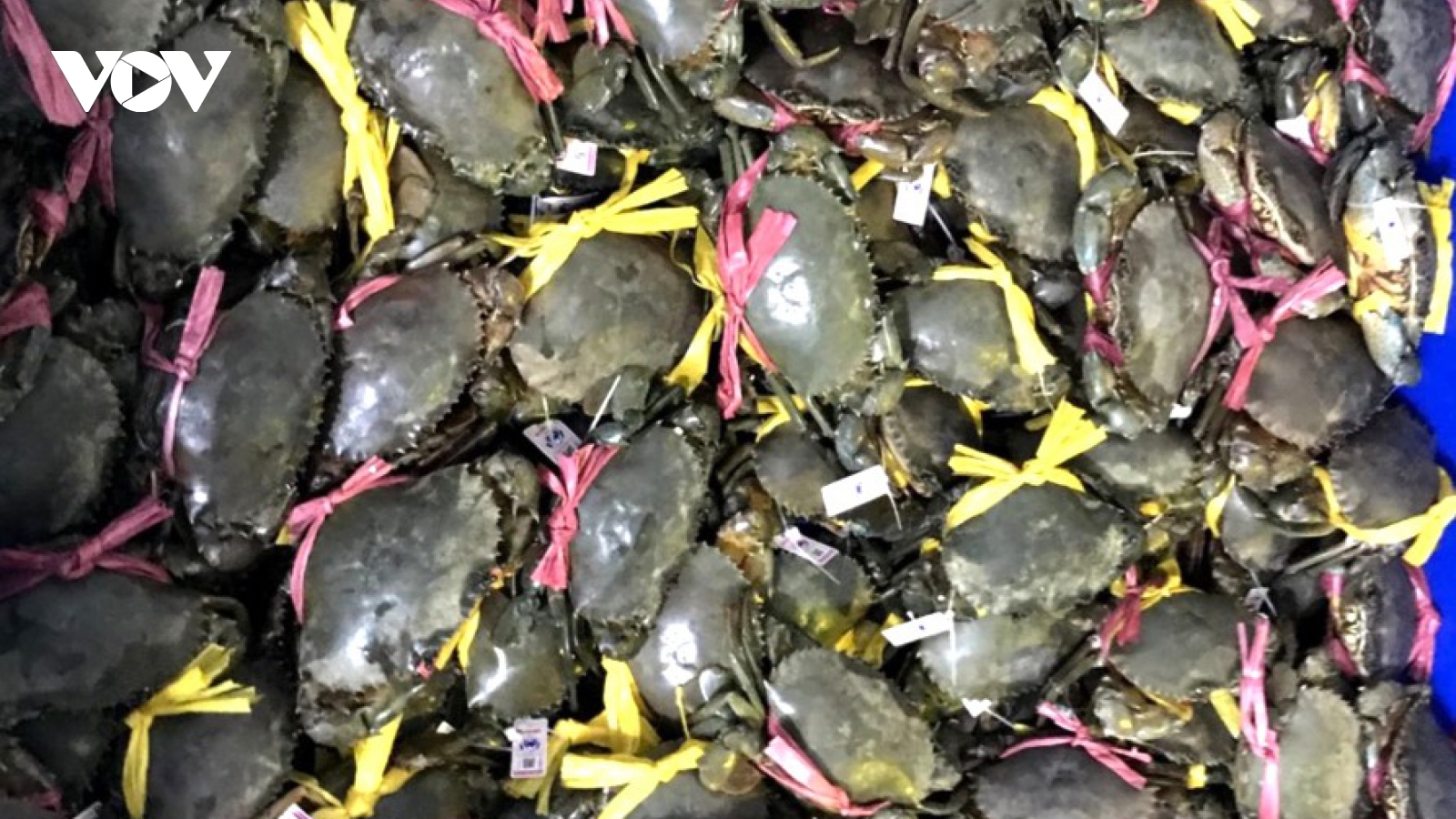 Cà Mau phát triển nghề nuôi cua bền vững