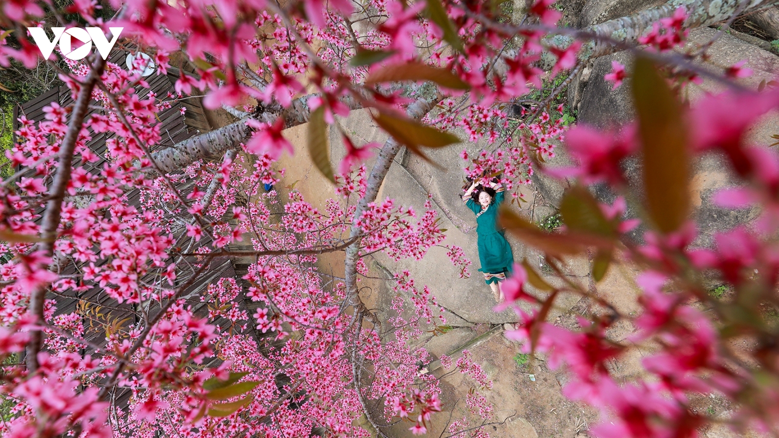 Mùa hoa anh đào bung nở nơi miền biên viễn Nghệ An