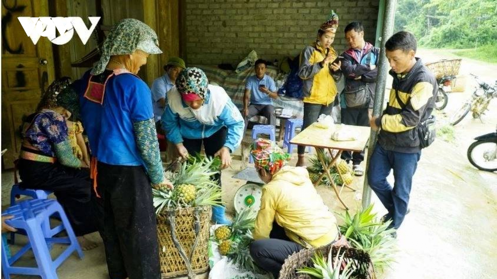 Phát triển nông nghiệp hàng hoá – nền tảng để vùng cao Điện Biên thoát nghèo