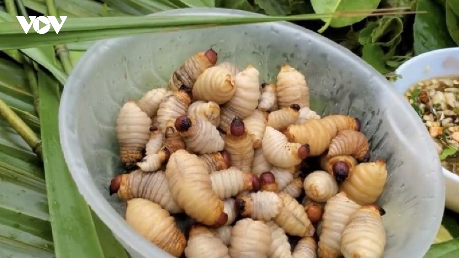 Ăn đuông dừa có thực sự tốt cho sức khỏe? Sự thật ít người biết