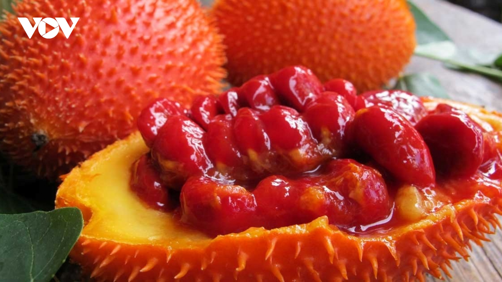 Loại quả vỏ đầy gai, bên trong đỏ rực, nấu chín bổ chẳng kém nhân sâm, tổ yến