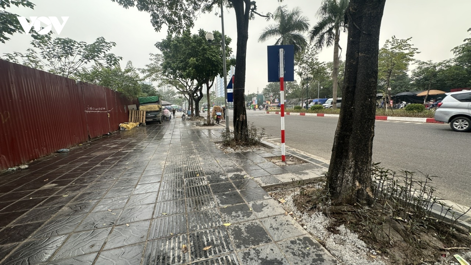 Hà Nội: Làm lại vỉa hè cẩu thả, hàng loạt cây xanh lộ rễ nguy cơ nghiêng đổ