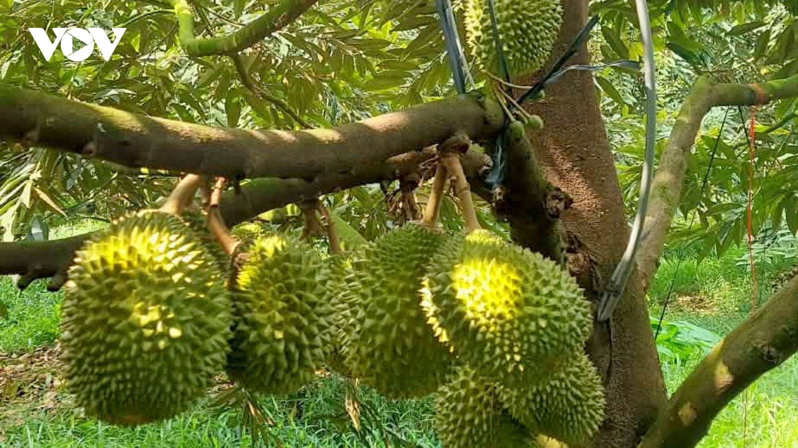 Chuẩn hóa truy xuất nguồn gốc để phát triển bền vững ngành hàng sầu riêng