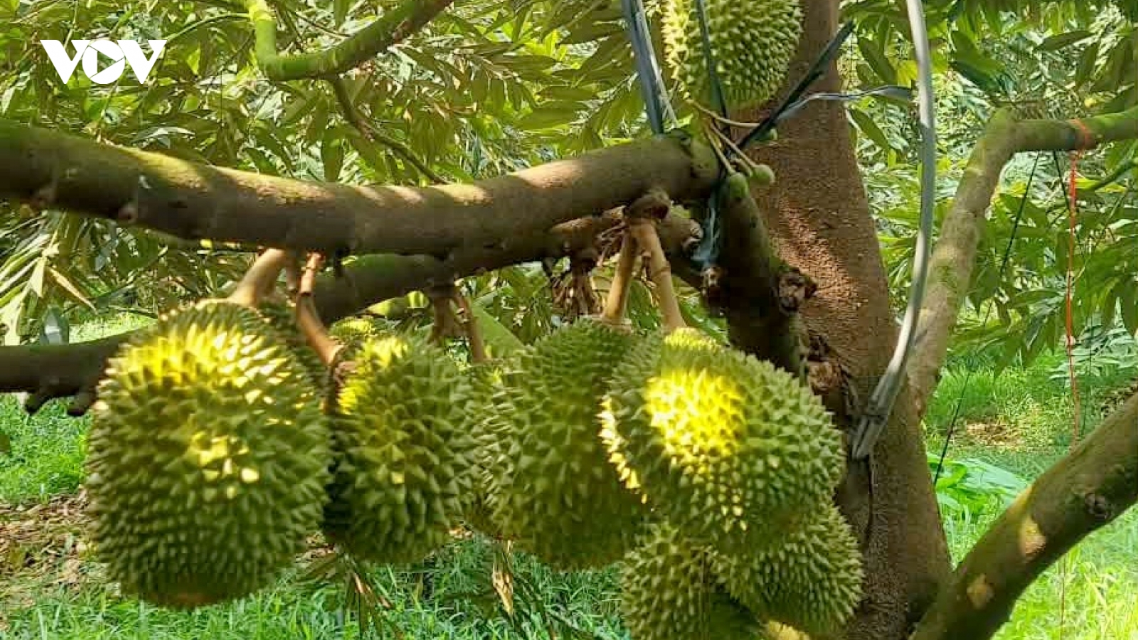 Chuẩn hóa truy xuất nguồn gốc để phát triển bền vững ngành hàng sầu riêng