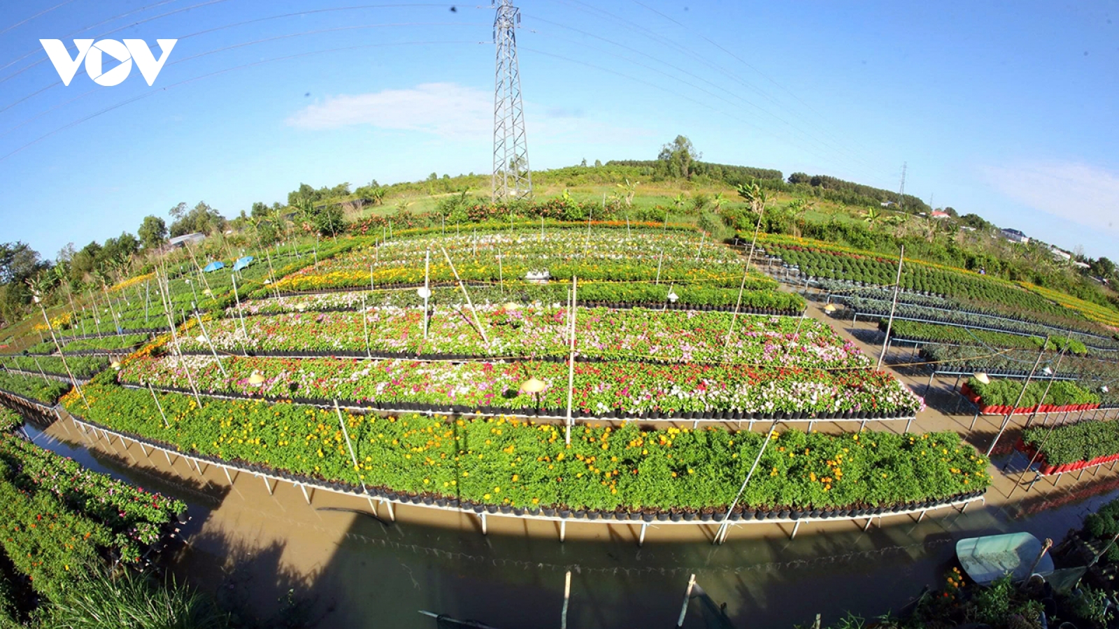 Hợp tác chia sẻ lợi ích để hoa kiểng Sa Đéc ngày một vươn xa