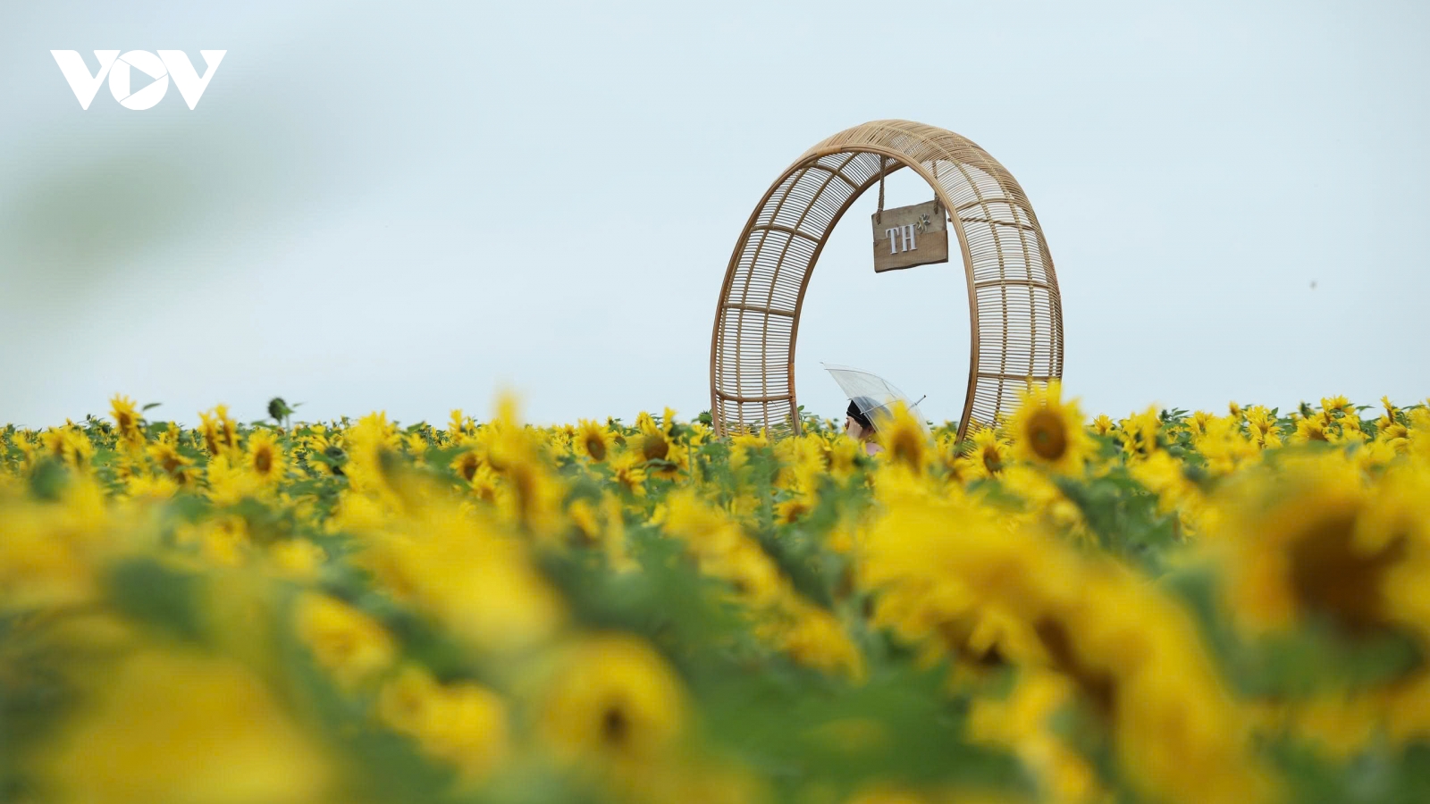 Cánh đồng hoa hướng dương đẹp như tranh ở Nghệ An mở cửa miễn phí