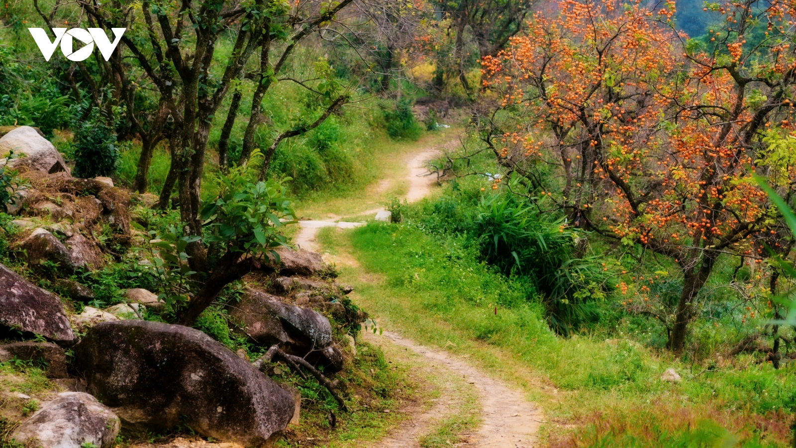 Vườn hồng cổ thụ đẹp như cổ tích hút khách "check in" ở Nghệ An