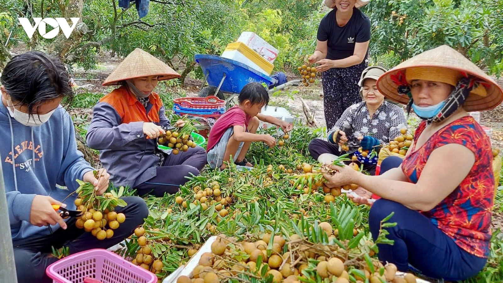 Nông dân “bẻ kèo” - rào cản liên kết sản xuất-tiêu thụ nông sản đô thị