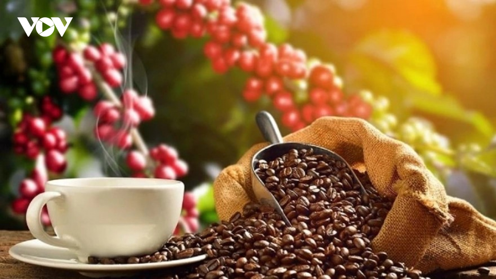 Giá cà phê hôm nay 7/1: Giá cà phê trong nước đi ngang