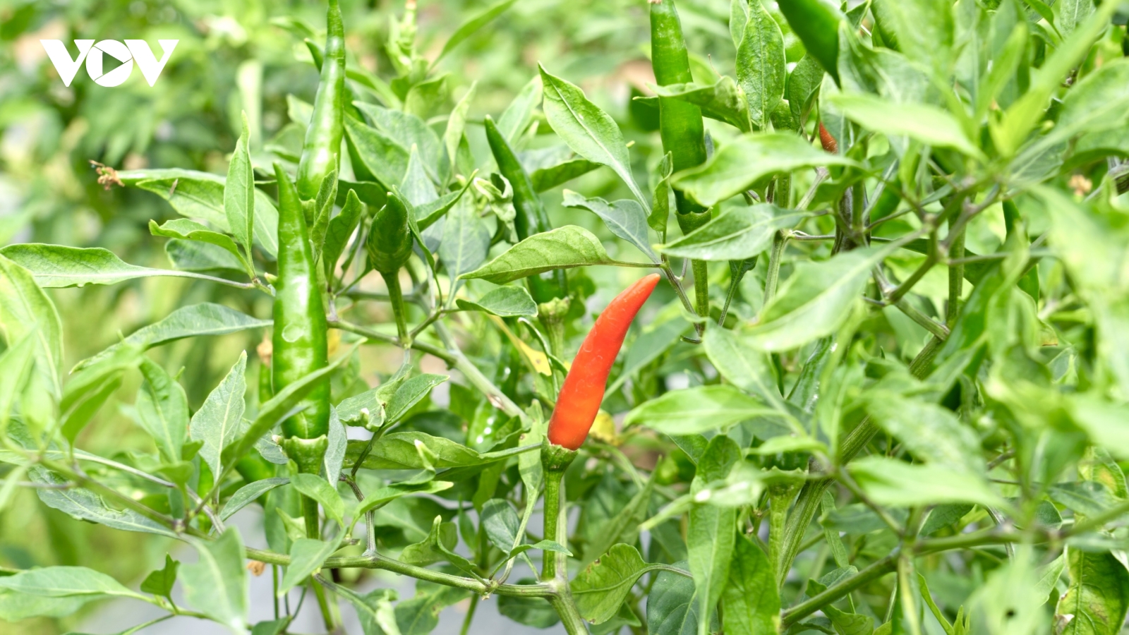 Giá ớt cao kỷ lục, nông dân trồng ớt ở Vĩnh Long trúng lớn