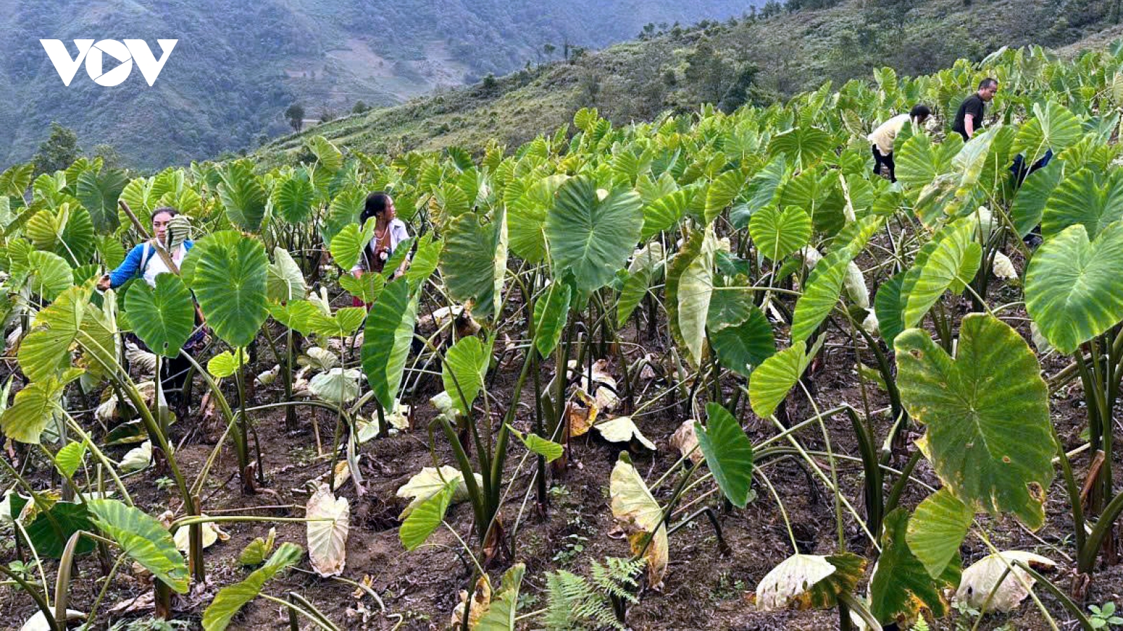 Trồng cây đặc sản, nông dân vùng cao Lào Cai tăng thu nhập