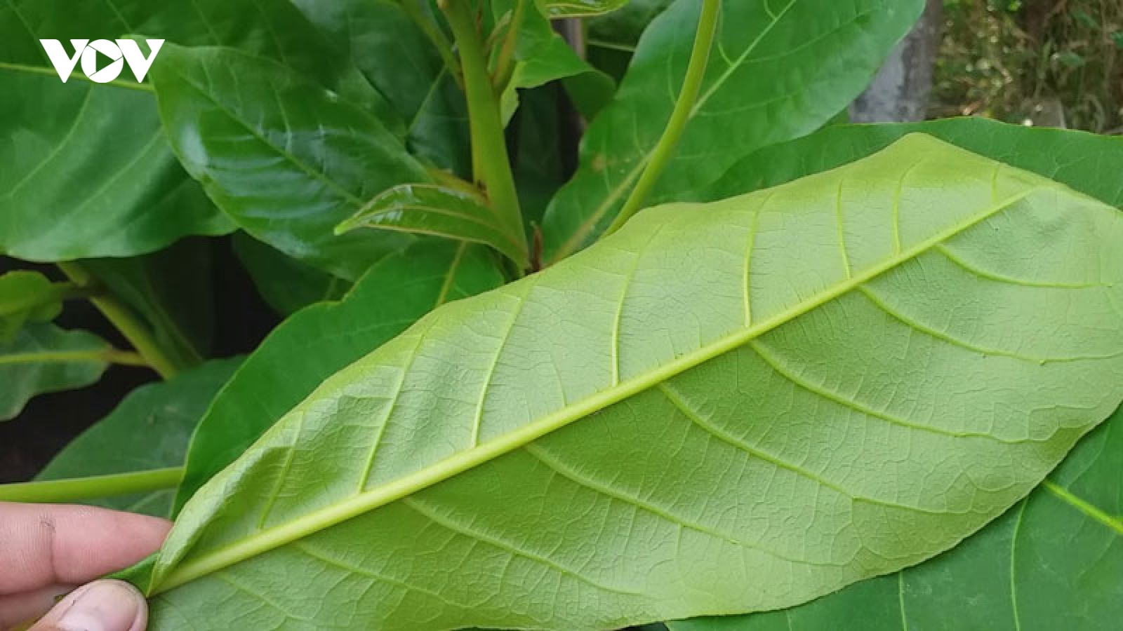 Công dụng của lá bàng và những bài thuốc dân gian