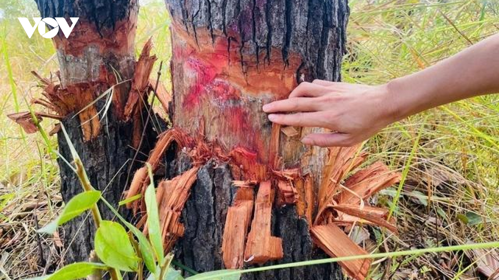 Điều tra việc huỷ hoại nghiêm trọng 217 cây rừng ở biên giới Ia Mơ, Gia Lai