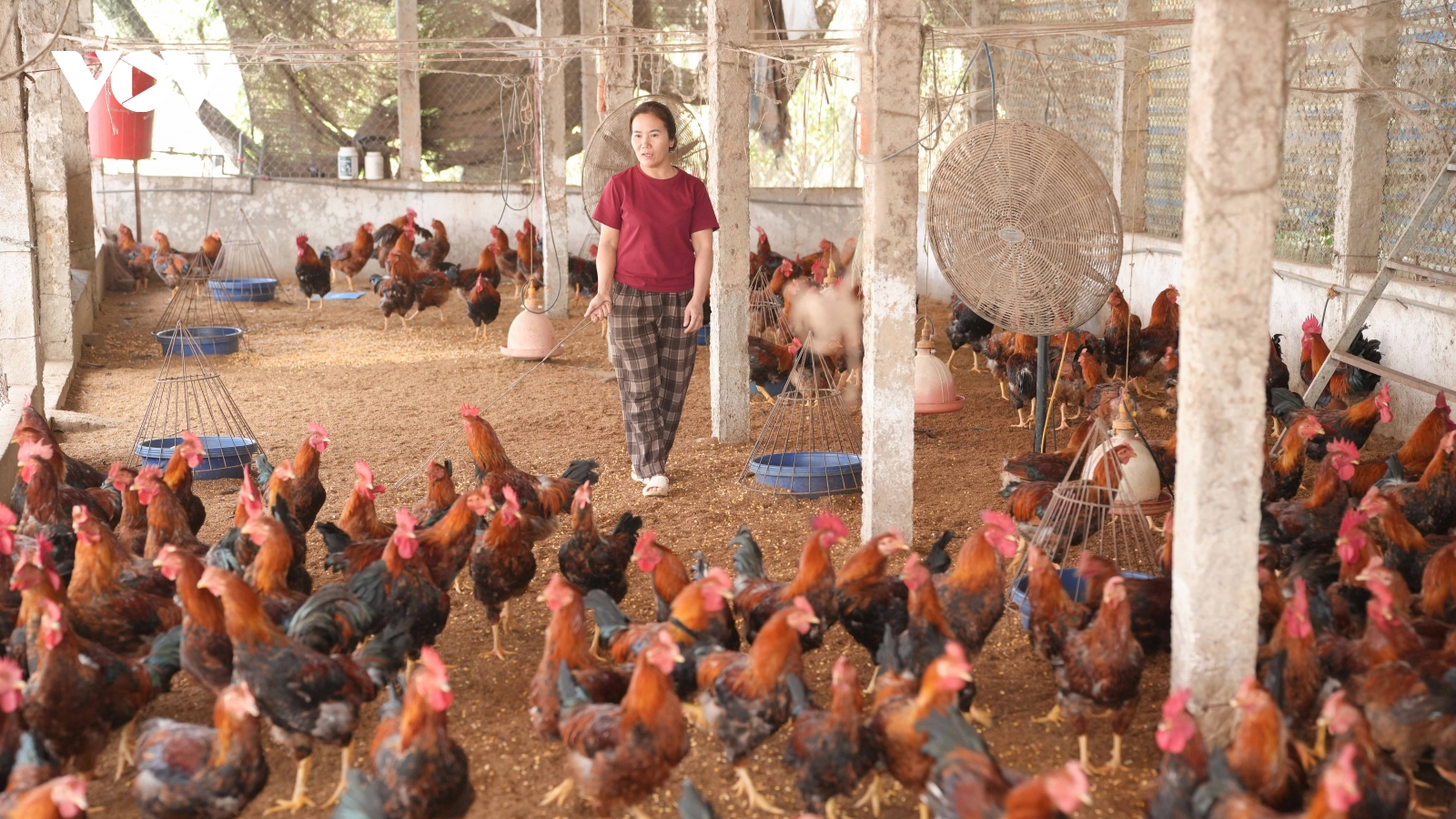 Nuôi gà trống thiến giúp nông dân Bắc Ninh thoát nghèo