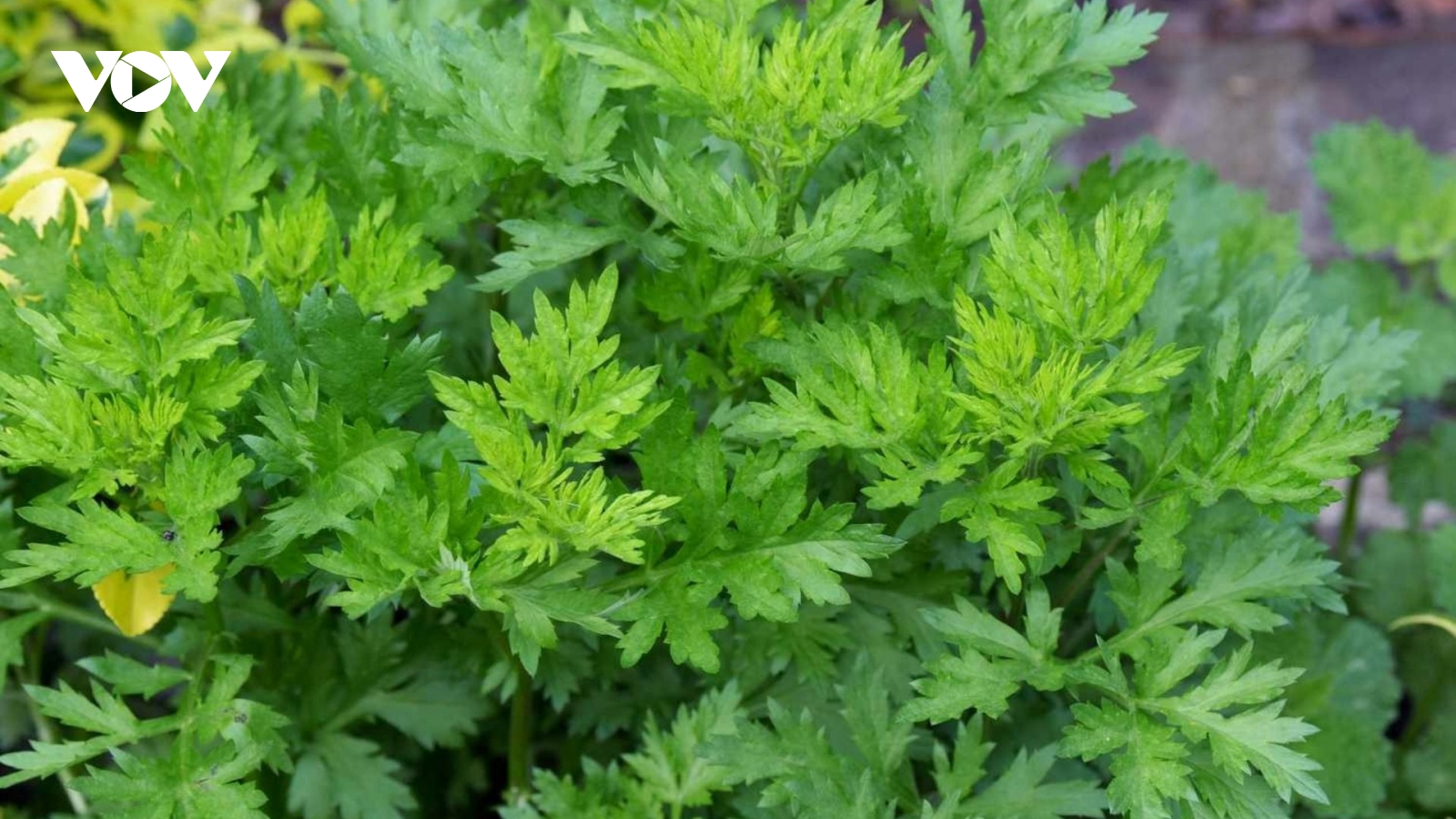 Vị thuốc quý giá chỉ vài nghìn một bó ở chợ Việt, ăn vào bổ đủ đường