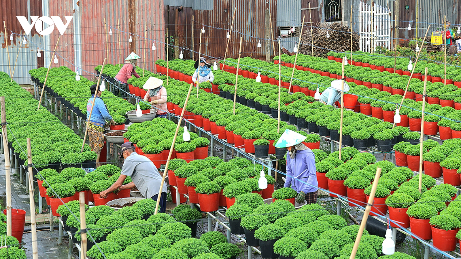 Festival Hoa - Kiểng Sa Đéc năm 2025 sẽ diễn ra từ ngày 27/12/2025 - 4/1/2026