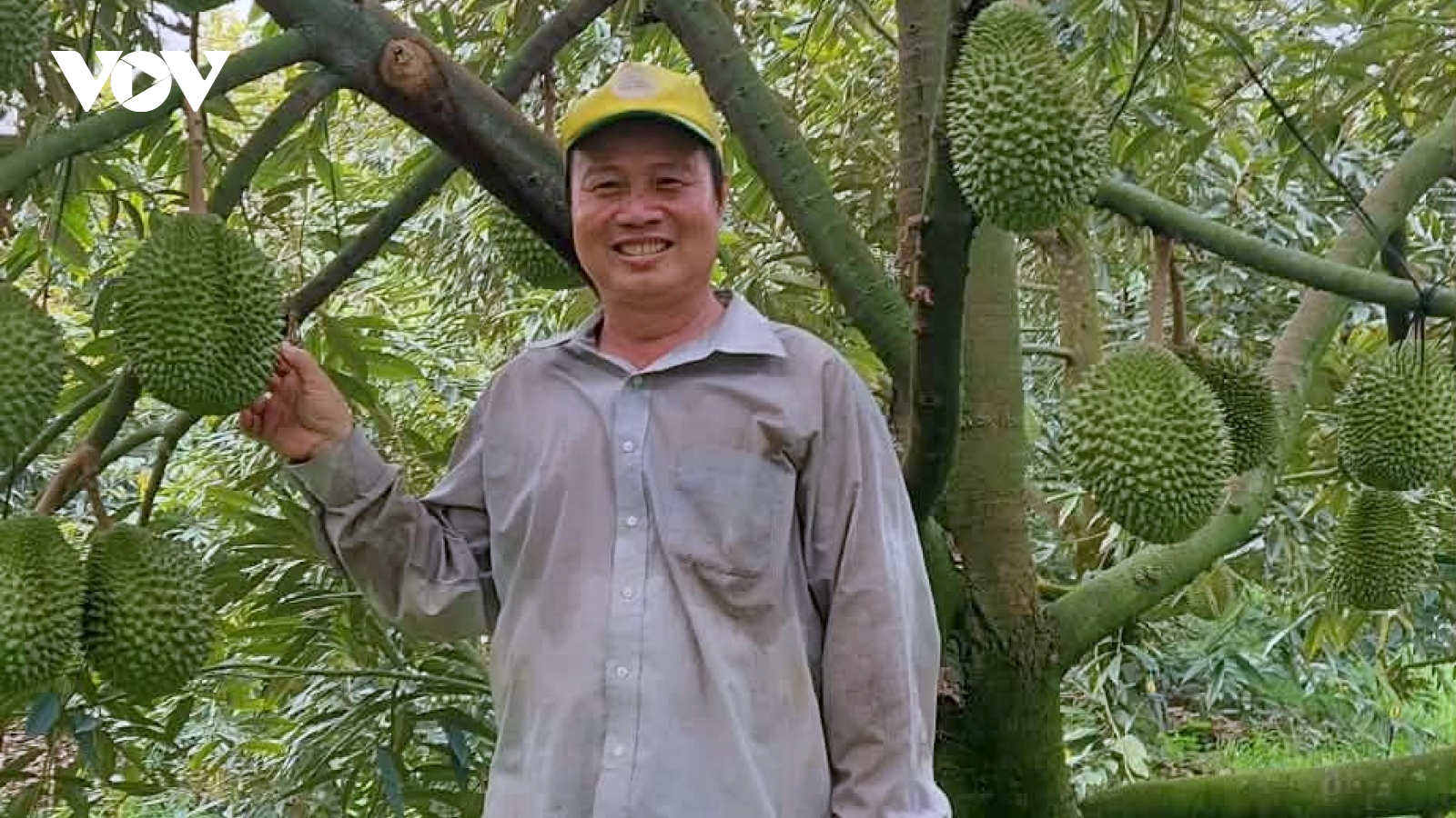 Nông dân Huỳnh Thanh Lâm và khát vọng nâng tầm sầu riêng Nhơn Ái