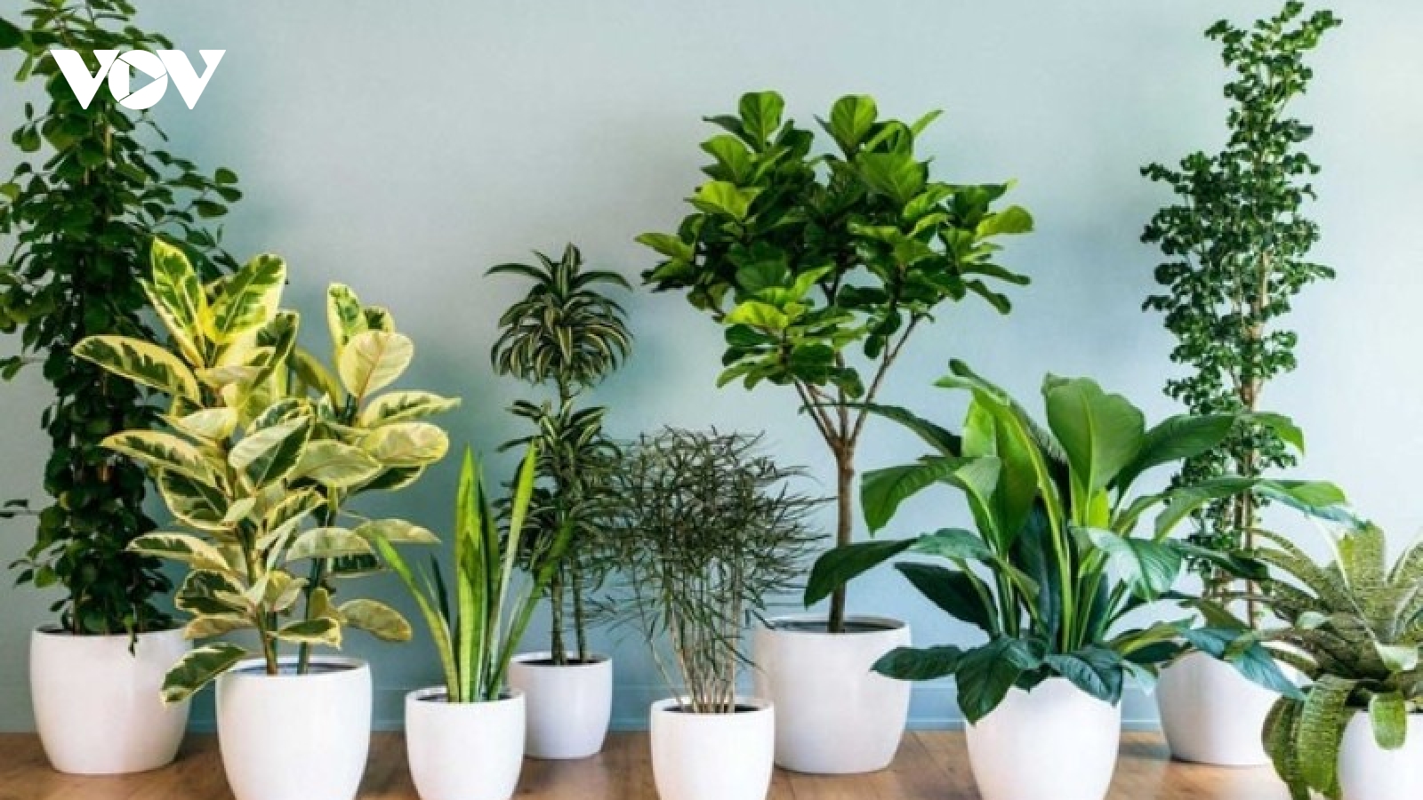 6 loại cây trồng trong nhà thành “máy lọc không khí”, cực dễ tìm ở Việt Nam