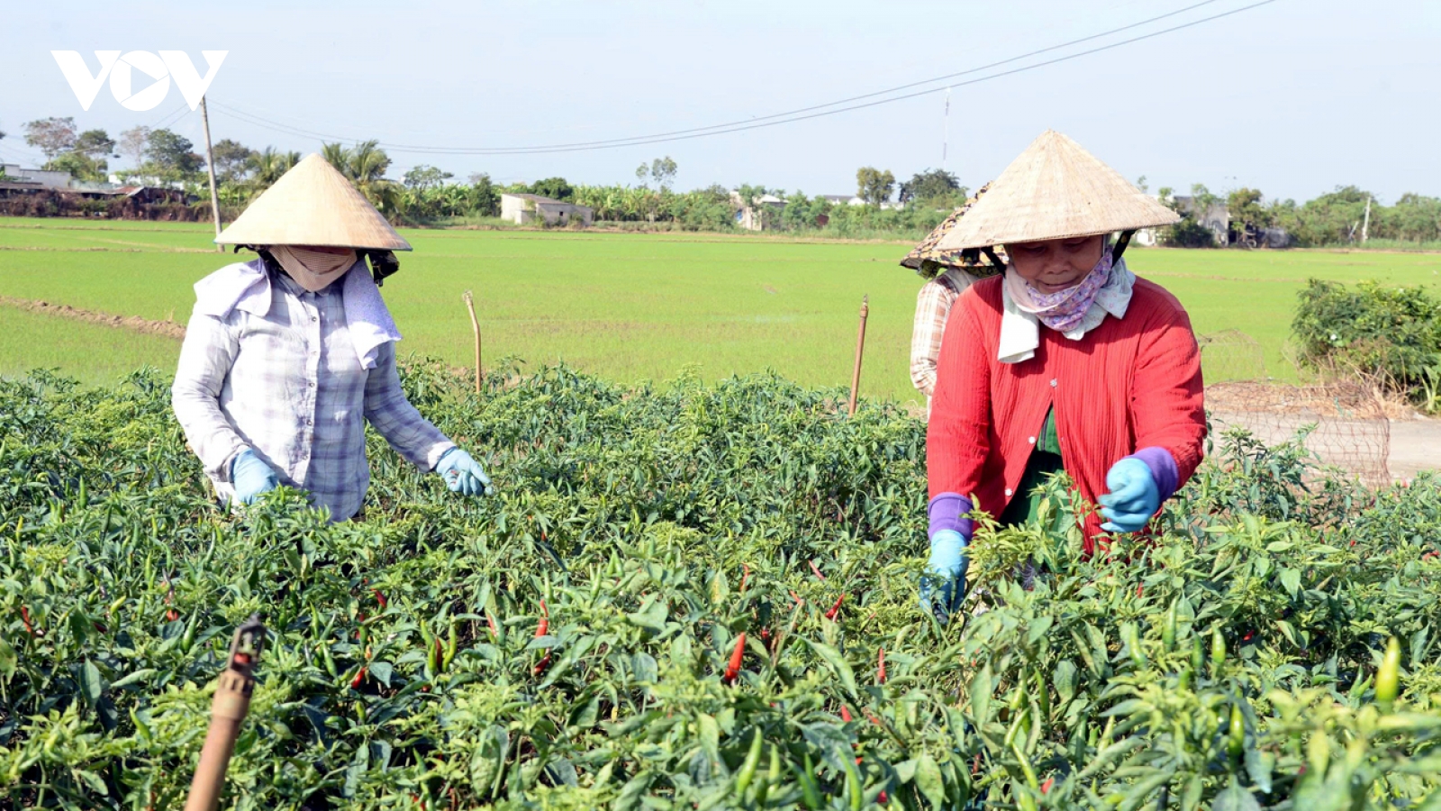 Giá ớt thương phẩm tăng kỷ lục, nông dân Đồng Tháp bội thu