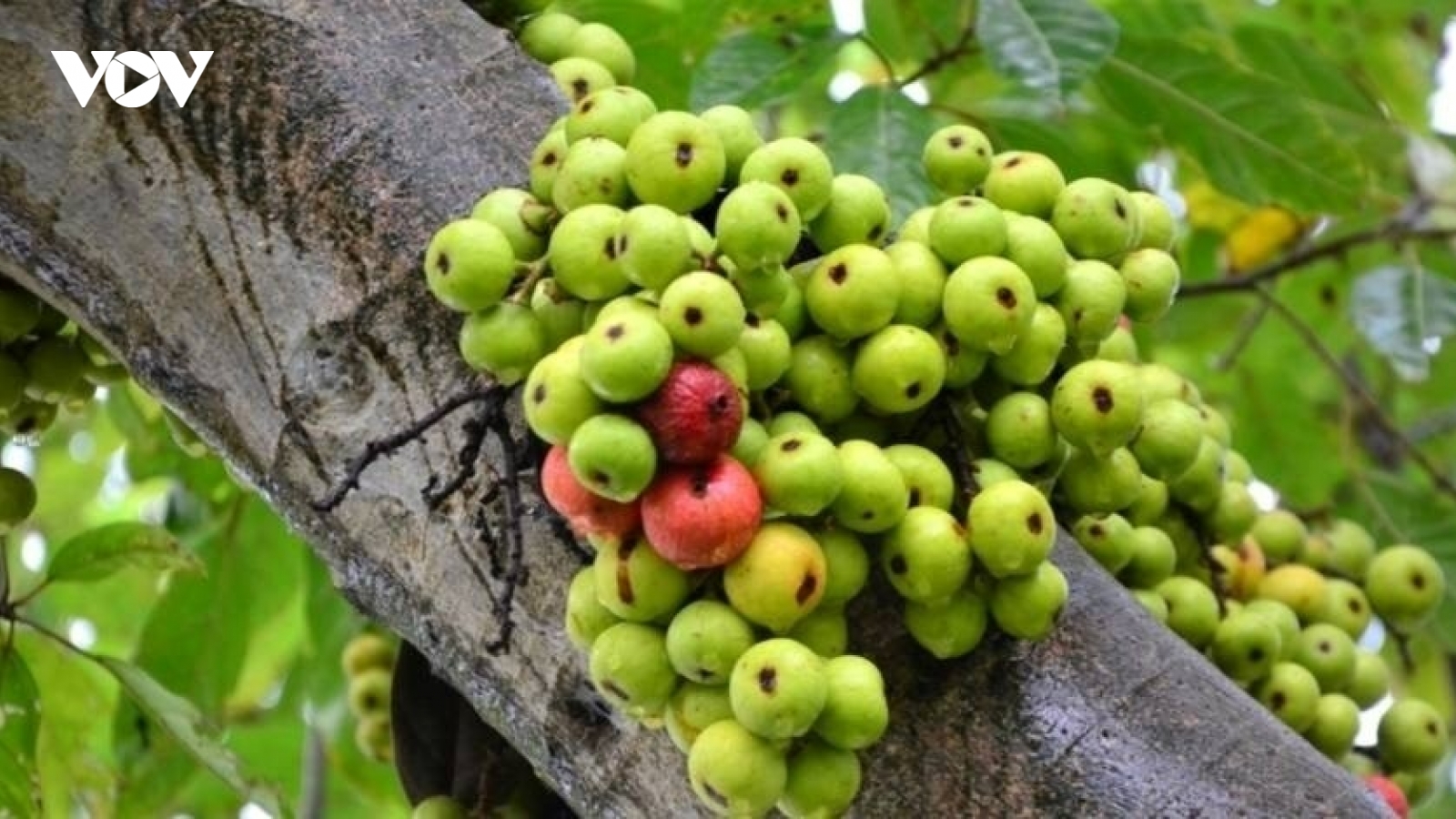Loại quả thường rụng đầy gốc không ai ngó, là "thần dược" giúp sống khỏe thọ lâu