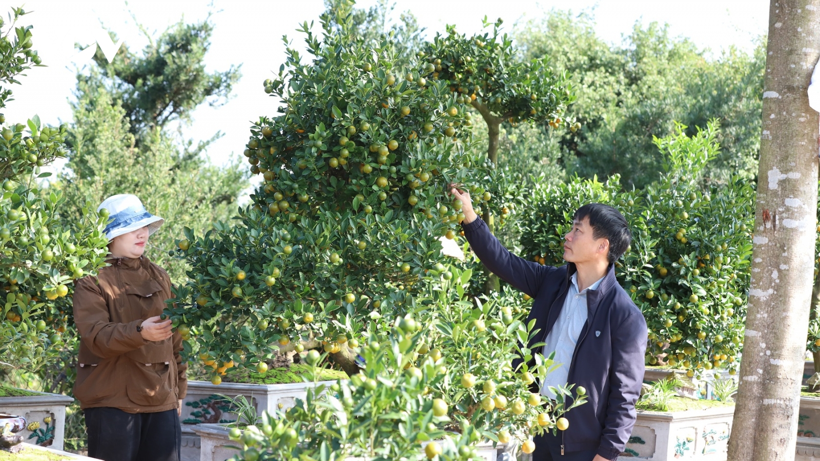 Rực rỡ sắc xuân làng Vị Khê 800 năm tuổi: Quất trĩu quả, đào thắm nụ đợi Tết về