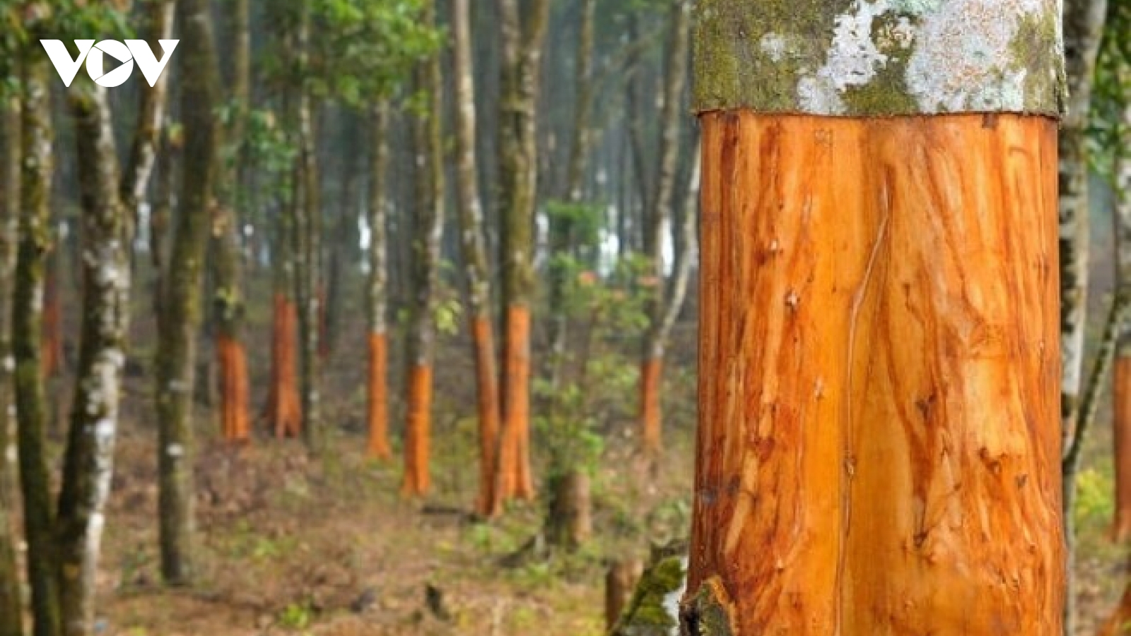 Việt Nam có loại vỏ cây mùi thơm lừng, là thuốc quý nhưng ít người biết tận dụng