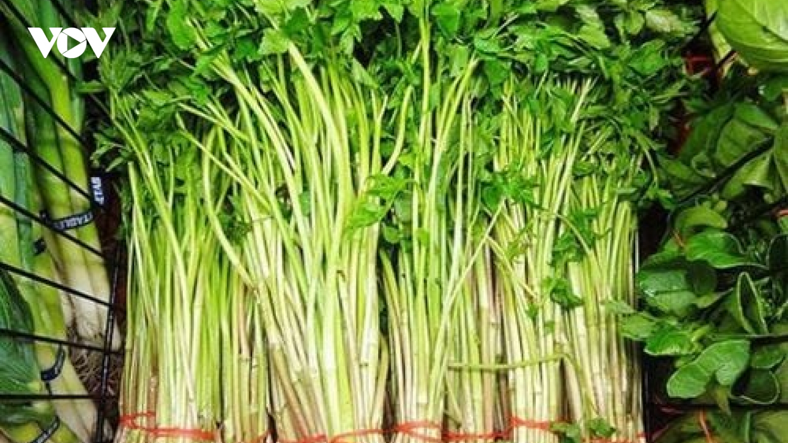 Công dụng bất ngờ của rau cần nước, rất ít người biết