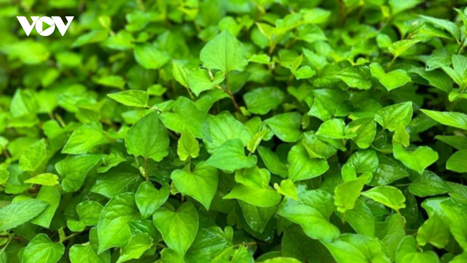 Cây thuốc "đại bổ" chẳng cần chăm vẫn mọc đầy vườn nhưng ít người biết tận dụng