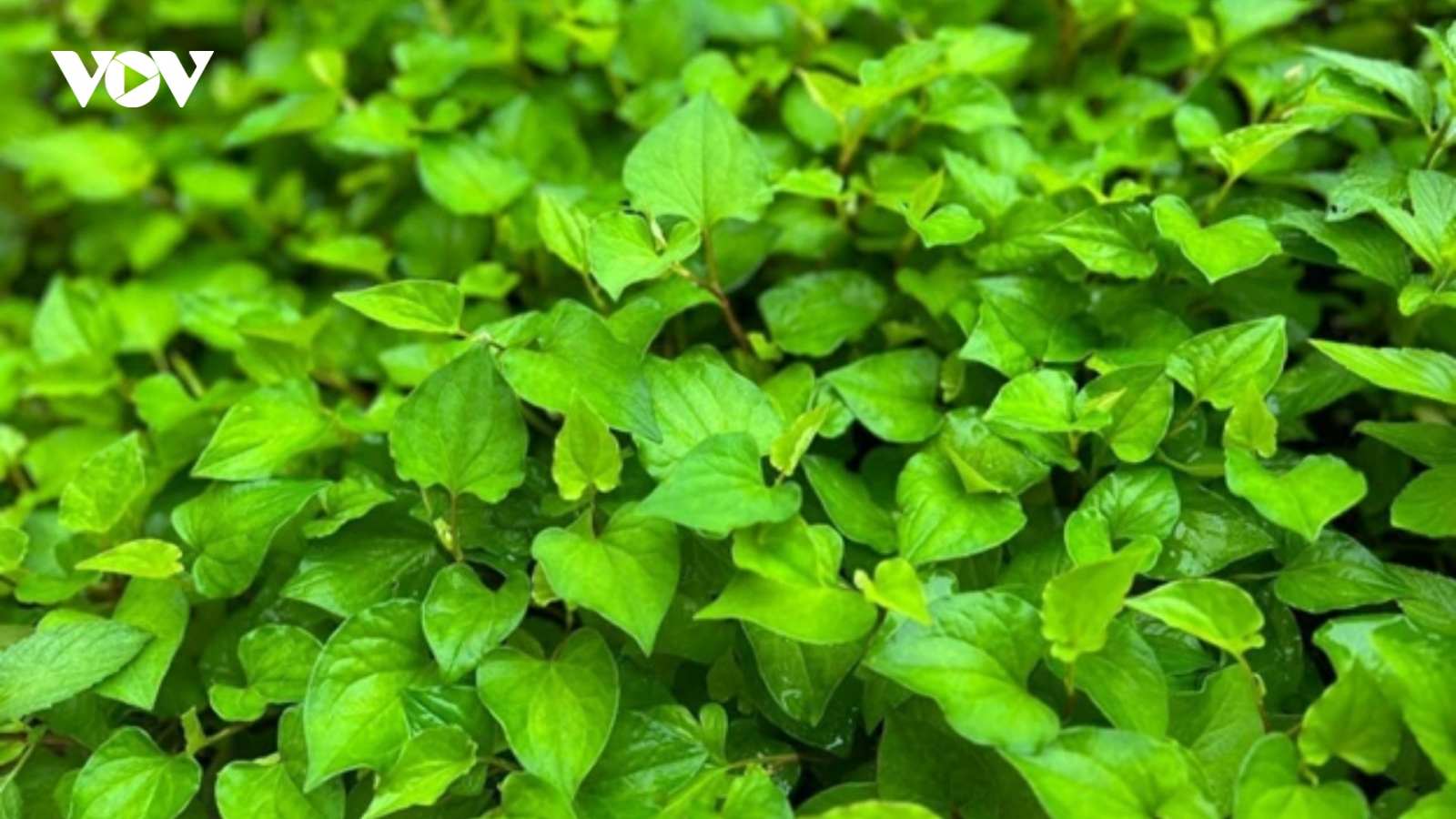 Cây thuốc "đại bổ" chẳng cần chăm vẫn mọc đầy vườn nhưng ít người biết tận dụng