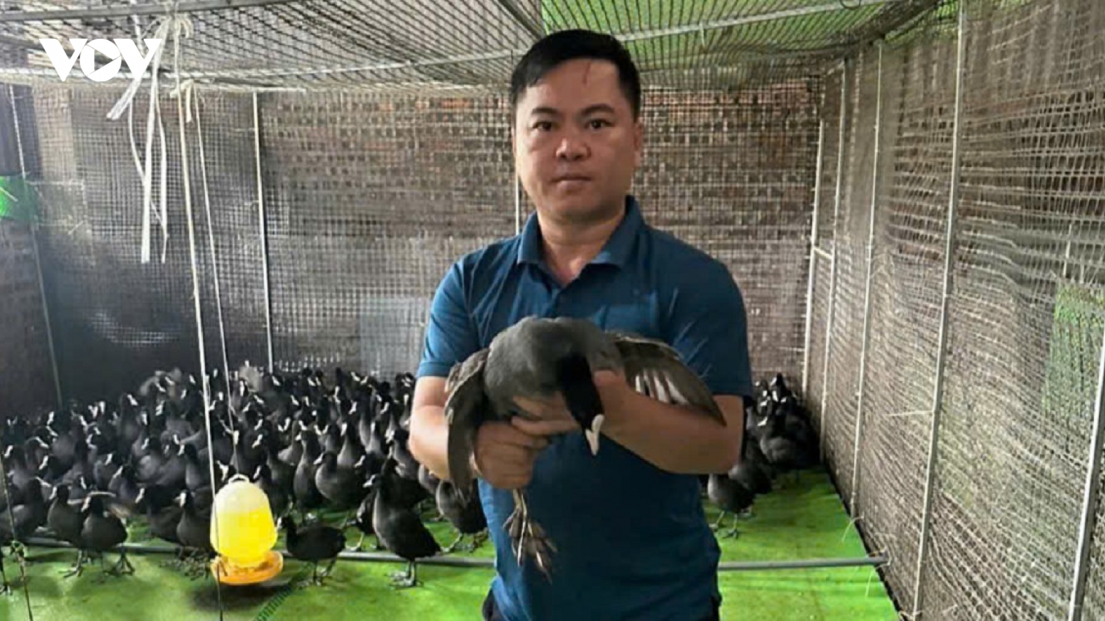 “Chim tiến vua” hồi sinh, mở hướng làm giàu bền vững ở Bắc Ninh