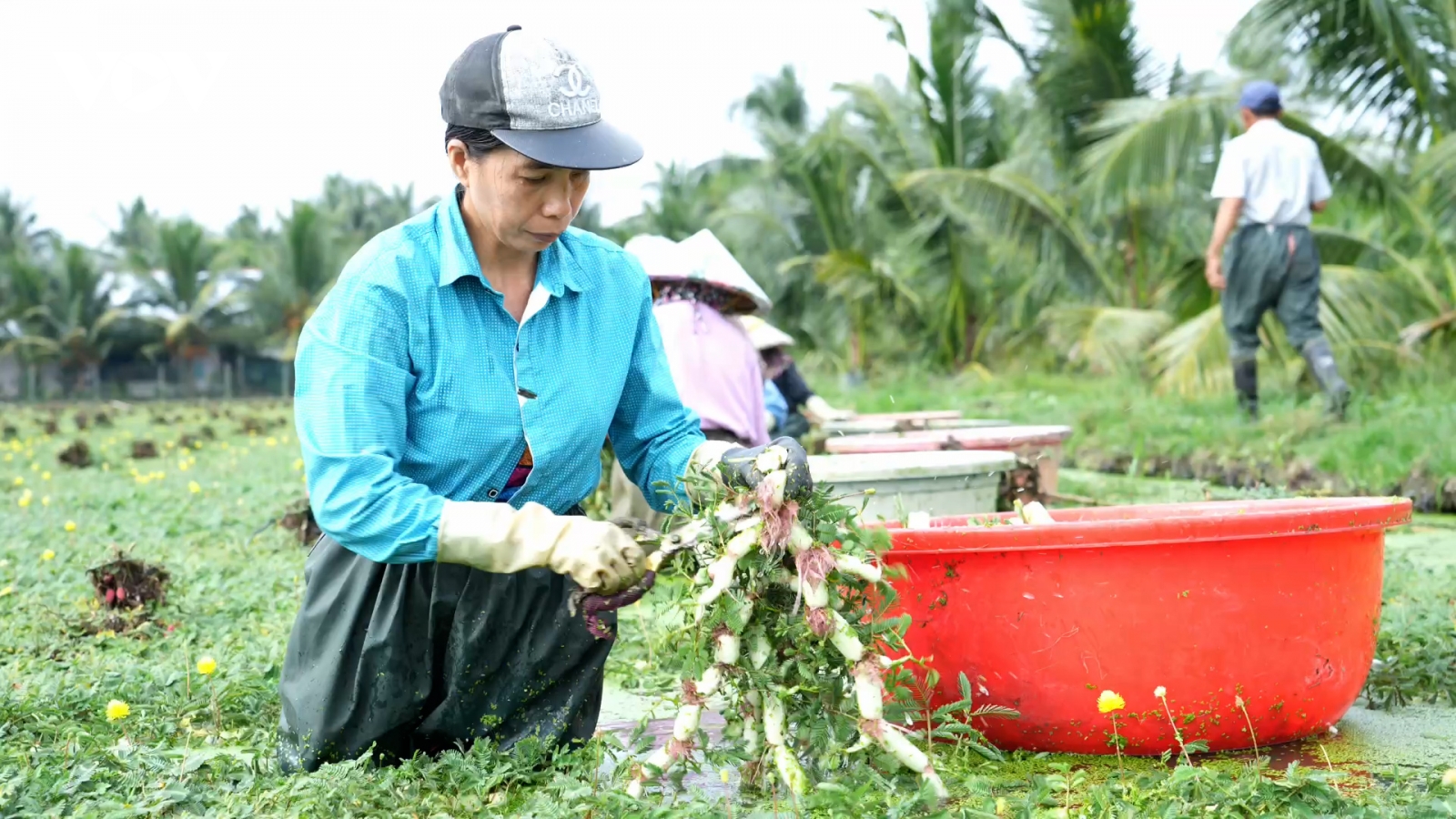 Rau nhút biến ruộng trũng thấp thành "mỏ vàng xanh" ở Vĩnh Long