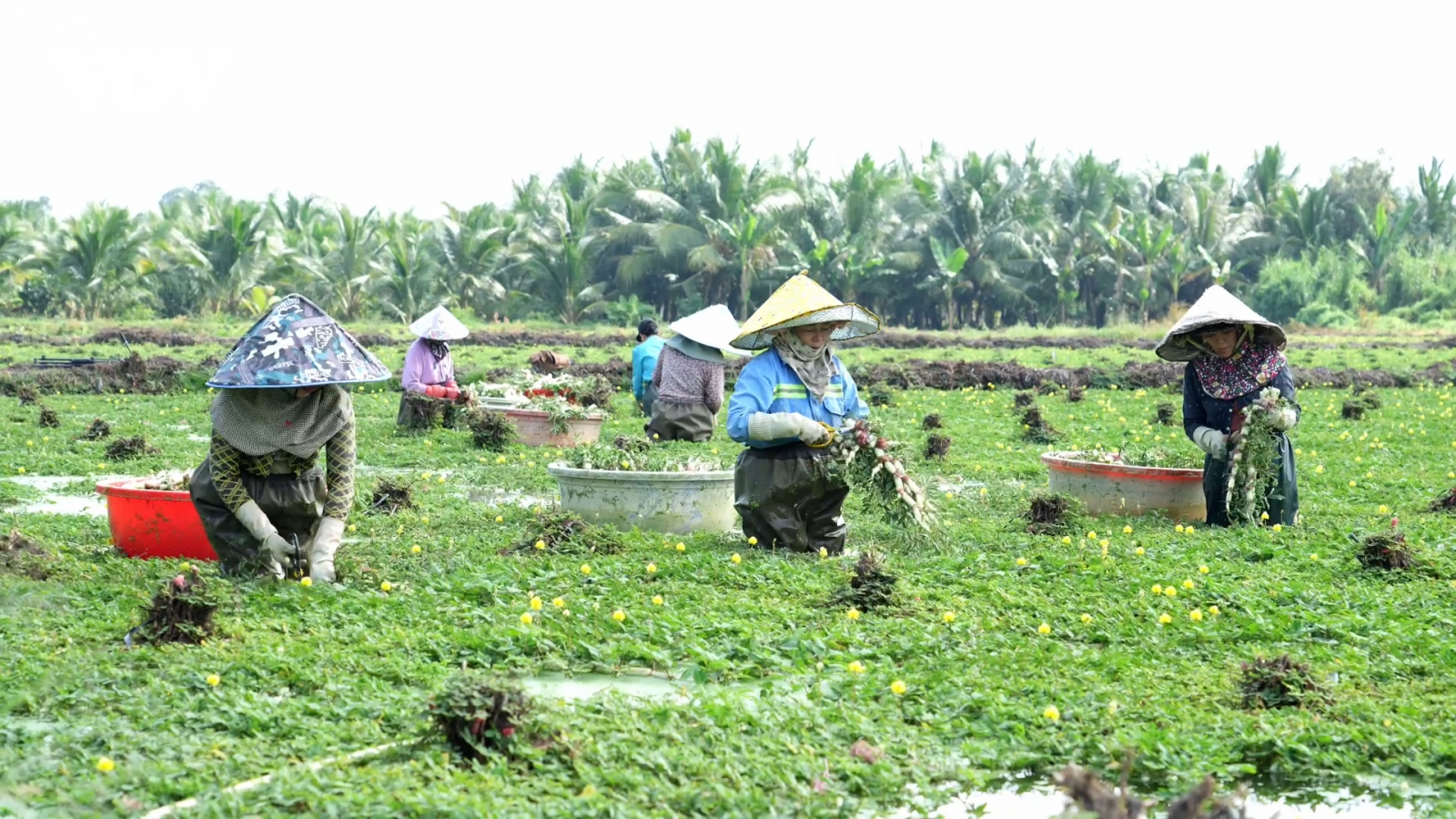 Trồng rau nhút trên đồng trũng thấp cho nông dân thu nhập ổn định ở Vĩnh Long