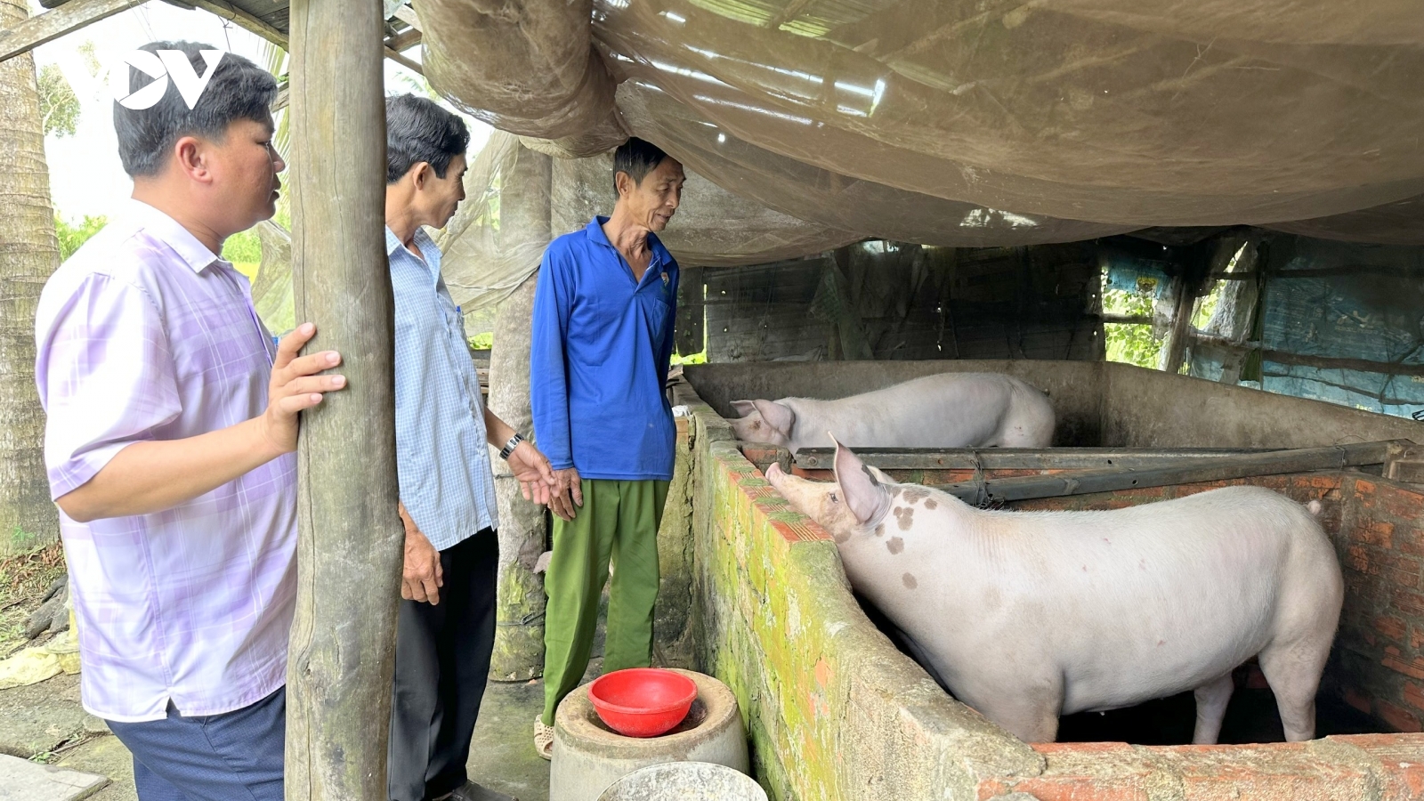 Sinh kế chăn nuôi giúp người dân Cà Mau giảm nghèo bền vững