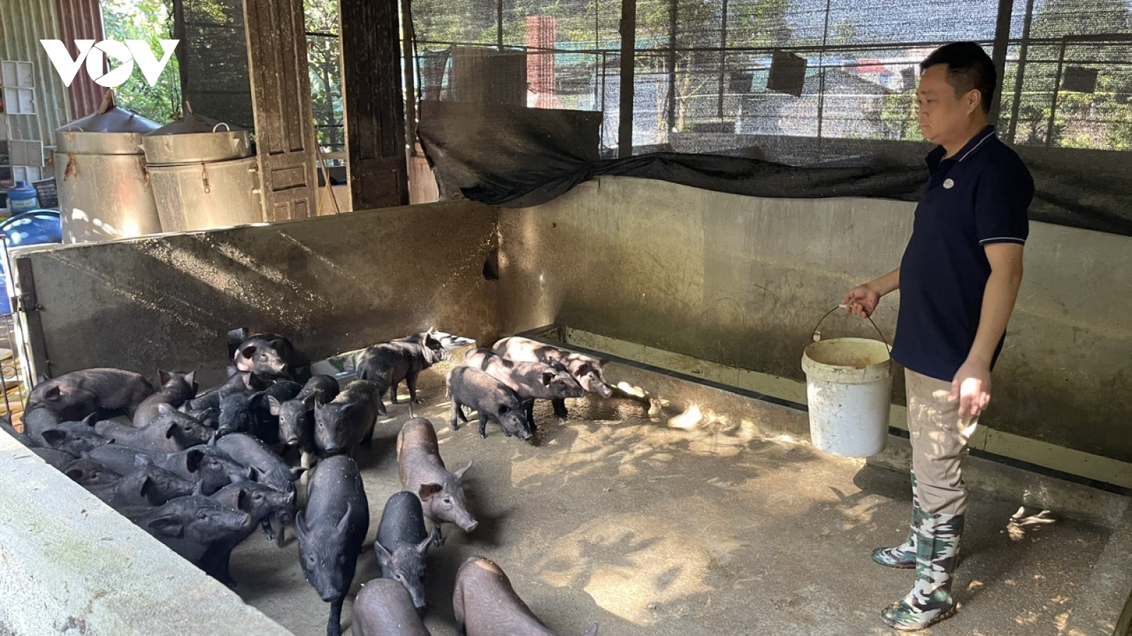 Thái Nguyên từng bước khôi phục chăn nuôi sau dịch tả lợn châu Phi