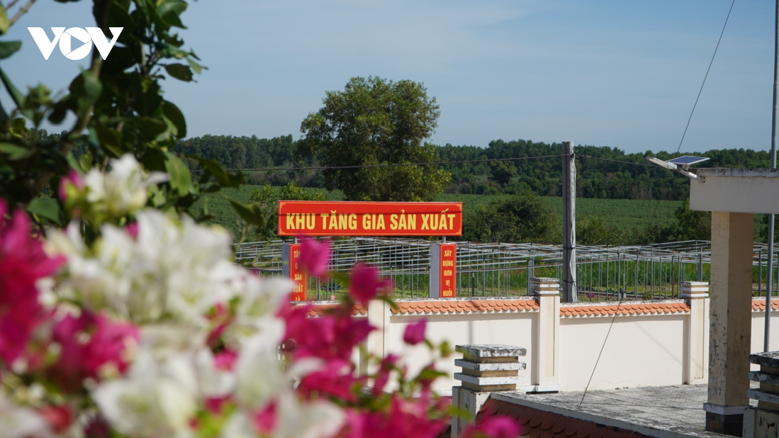 Vườn hoa Tết của bộ đội Minh Đạm: Vừa làm đẹp doanh trại, vừa tăng nguồn thu