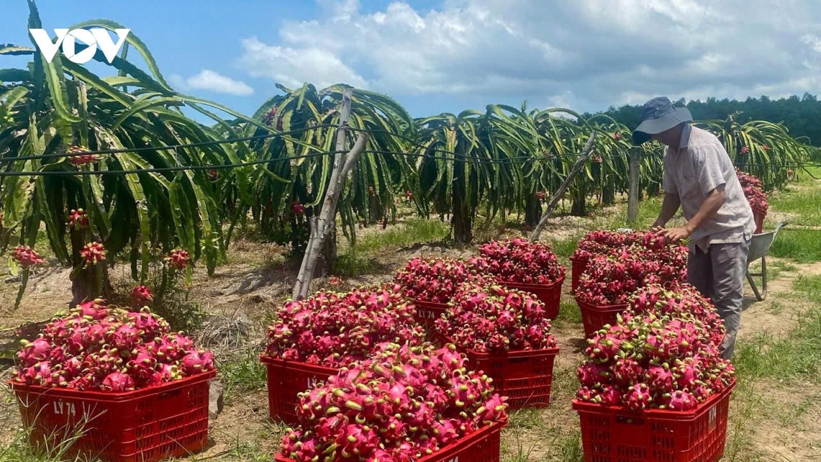 Tháo gỡ nhiều chính sách trong liên kết, tiêu thụ nông sản