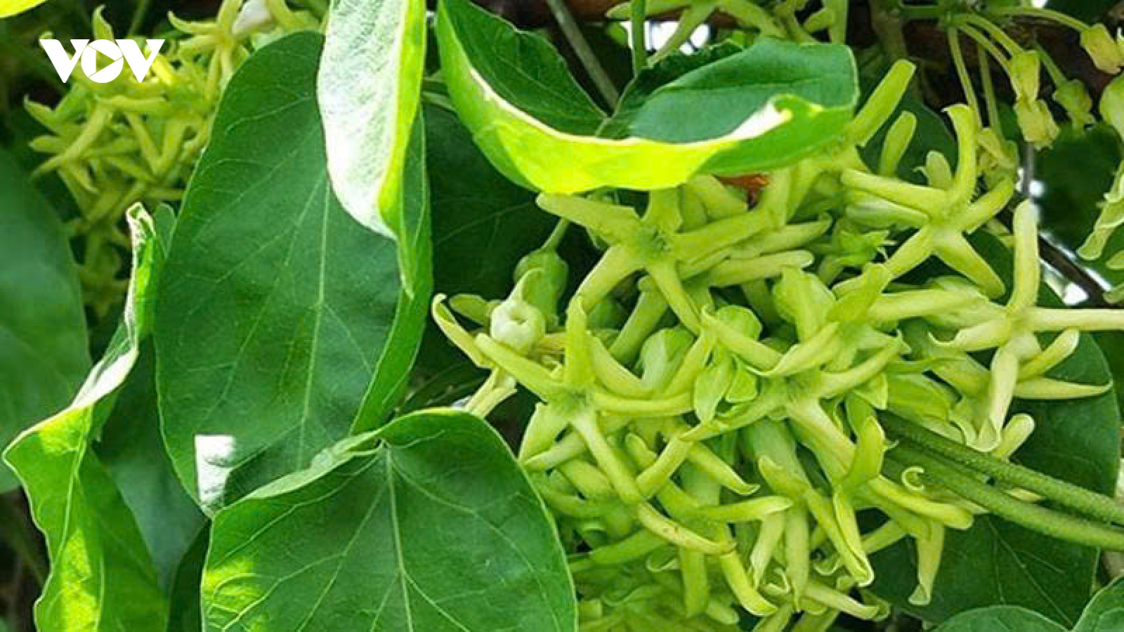 Hoa thiên lý có gì đặc biệt? Lợi ích sức khỏe khiến nhiều người ngạc nhiên