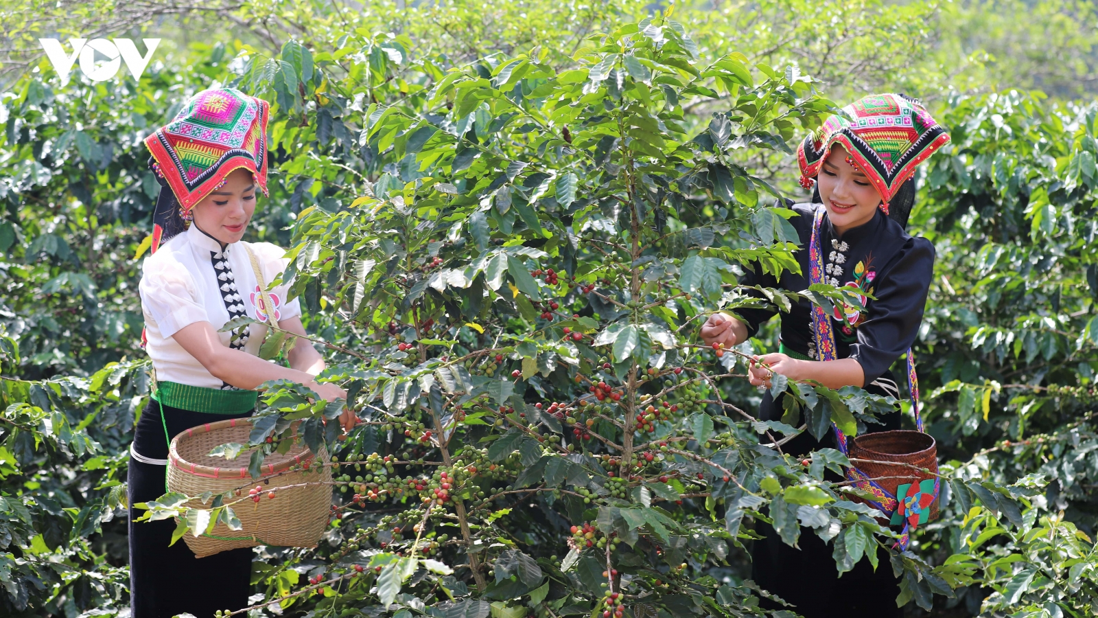 Cà phê Arabica Sơn La khẳng định thương hiệu trên thị trường