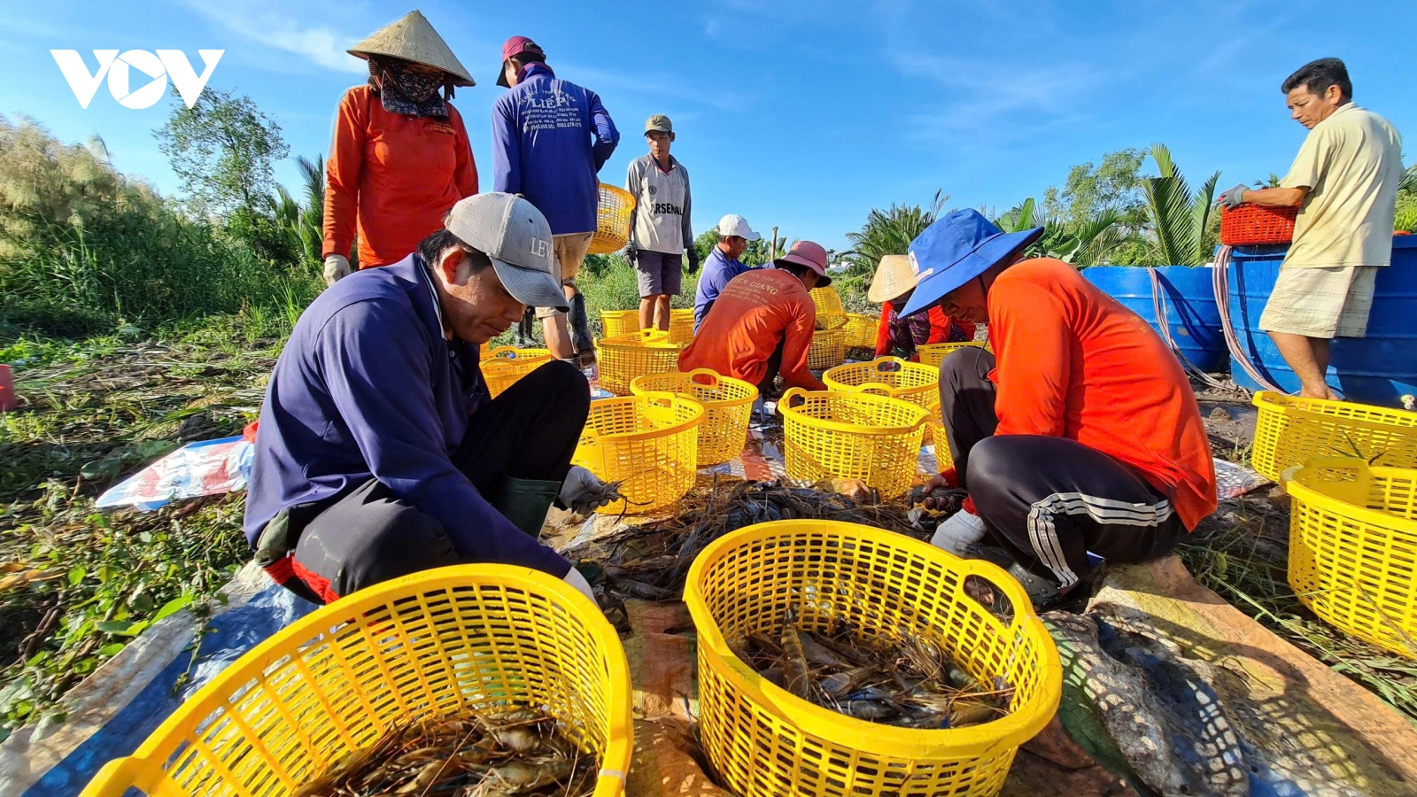 Nhộn nhịp mùa thu hoạch tôm càng xanh trên ruộng
