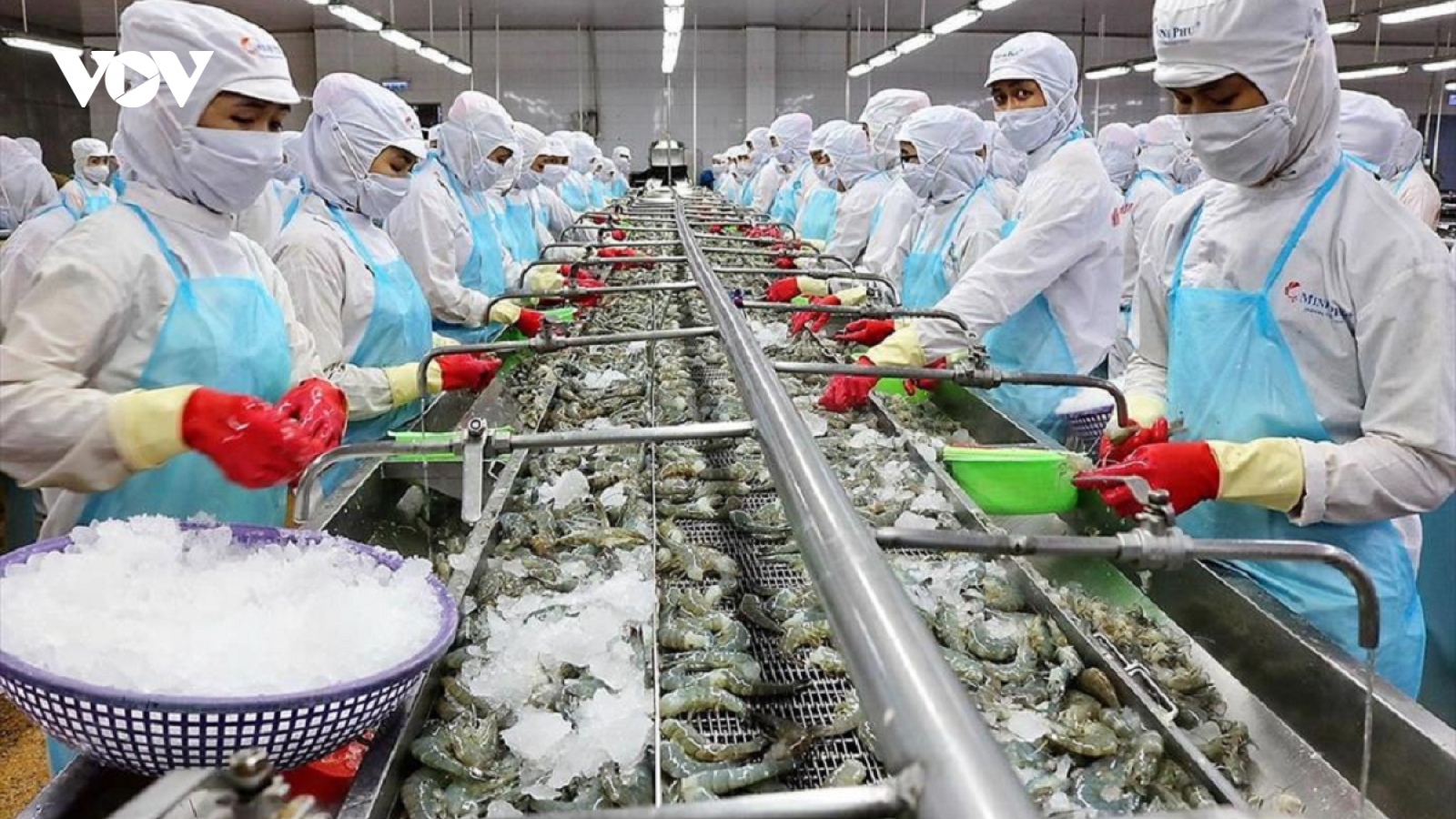 Thuế Mỹ tăng sốc, tôm Việt Nam nguy cơ mất đà trong năm 2026